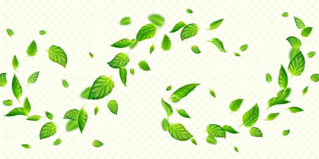 Why Mint is Necessary