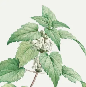 Camphor