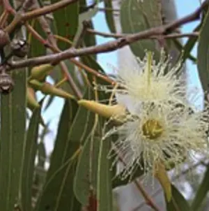 Eucalyptus Oil