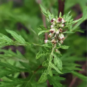 Titepati (Artemisia vulgaris/Mugwort)
