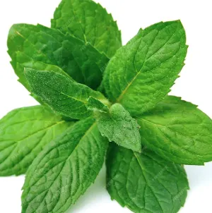 Mentha (Mint)